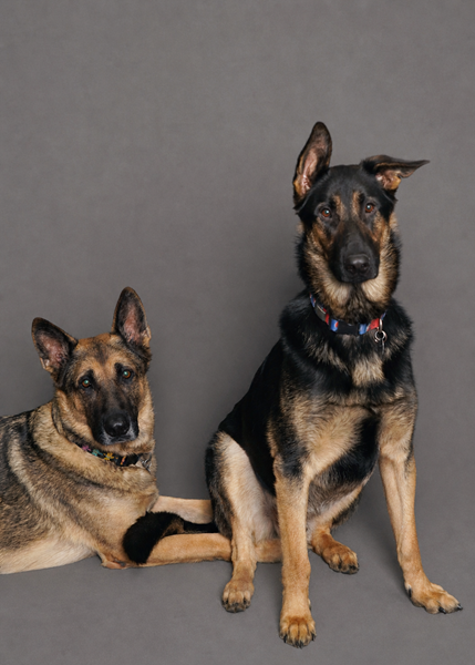 Dogs_Headshot